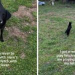 Pronari hodhi topin për qenin, por macja e “vjedh shfaqjen”