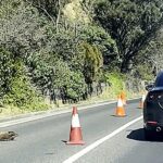 Foka e përgjumur devijon trafikun në qytetin bregdetar australian