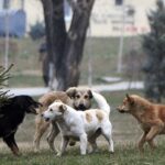 Bashkia e Shkupit ka paguar 750 mijë euro për sulmet nga qentë endacakë