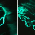 Krimbat biolumineshent shkëlqejnë në ujin e Kalifornisë