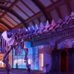 Dinosauri më i madh në botë ekspozohet në katedralen e Mbretërisë së Bashkuar