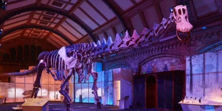 Dinosauri më i madh në botë ekspozohet në katedralen e Mbretërisë së Bashkuar