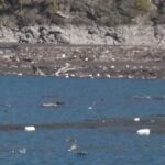 Biodiversiteti në rrezik, mjedisi “provimi i mbetur” i Shqipërisë drejt BE