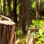 Policia Pyjore sekuestron 19 metra kub dru të prerë ilegalisht në Dellçevë