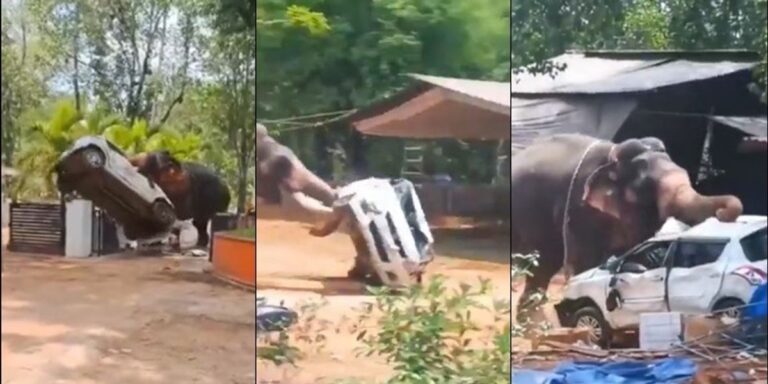 Një i vdekur, disa të tjerë të plagosur – momenti kur një elefant u bë i dhunshëm në një tempull në Indi