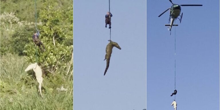 Operacioni dramatik në Afrikën e Jugut: Oficeri ulet me helikopter në lumin me krokodilë ‘për të nxjerrë biznesmenin e ngrënë nga njëra prej kafshëve’